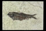 Fossil Fish (Knightia) - Green River Formation #129765-1